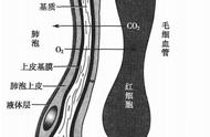 气血屏障名词解释（血睾屏障名词解释简短）