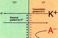 峰电位是怎样产生的（峰电位是动作电位的标志吗）