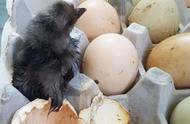 冰箱放过的鸡蛋能拿出来孵小鸡吗（冰箱里拿出来的鸡蛋能孵小鸡吗）