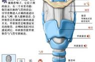 喉结解剖出来是什么样的（喉结解剖图解及位置）