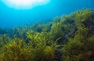 一般的海藻能吃吗（有哪些海藻不能吃）