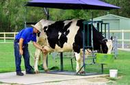 奶牛为什么一年四季都产奶（奶牛为什么一年365天都可以产奶）