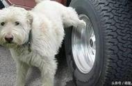 怎样防止小狗往车轮尿尿