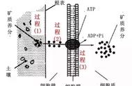 细胞是如何吸收养分的（细胞从哪里吸取营养）