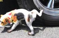 狗尿在车轮胎上有危害吗（狗往轮胎上撒尿有什么好办法）