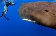 鲸鱼一般在水面上多少米（鲸鱼最大多少米最小多少米）