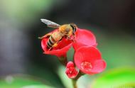 为什么小蜜蜂会采花蜜（蜜蜂采花蜜是怎么采的）