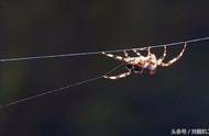 蜘蛛结网是用了哪两个步骤（蜘蛛结网的过程哪三步）