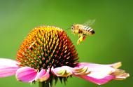 蜜蜂采花粉是干什么的（蜜蜂采花粉和采蜜的区别）