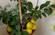 柠檬树盆栽怎么养茂盛（盆栽柠檬用矮盆还是高盆）