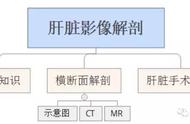 肝在人体的哪个部位图解（肝在人体哪个部位图片说明）