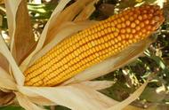 兆育298玉米种特征（兆育162玉米对照品种）