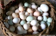 鸭蛋和鸡蛋营养价值有什么区别（鸭蛋和鸡蛋哪个营养价值更好）