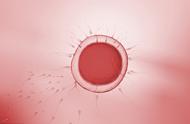 卵细胞的形成过程各时期表现（卵细胞形成过程是连续的吗）