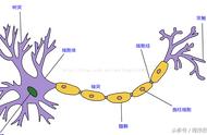 bp神经网络的详细步骤（bp神经网络的训练过程）