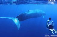 一头鲸重多少吨（一头鲸重约50吨吗）