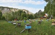 南方中蜂养殖技术（养蜂培训班免费学习）