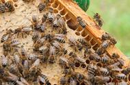 中蜂如何快速繁殖分蜂（如何让中蜂快速繁殖）