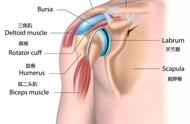 三角肌疼痛最佳治疗方法（三角肌疼痛快速恢复方法）