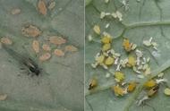 农作物害虫图片及防治（农业害虫防治原理和方法）