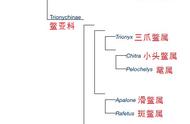 五个爪的鳖（三个脚的鳖叫啥）