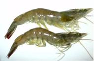 海钓石斑虾饵挂法图片（海钓2斤的石斑用什么钩）