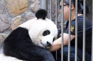 大熊猫会抱大腿吗（大熊猫可以从后面抱抱吗）