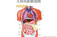 人体完全的内脏结构图（人体内脏结构图及分布）