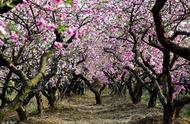 桃树适合种植在家哪里（桃树种在家的啥位置好）