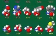 15种氨基酸的功效与副作用（氨基酸功效与作用17种和18种区别）