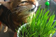 猫吃草是什么征兆（猫为什么没事了会吃草）