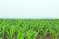 九种常见农作物的最佳施肥期（农作物施肥的几个阶段）
