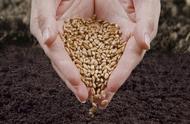 豫农98小麦品种产量表现如何（郑麦113小麦产量的表现）
