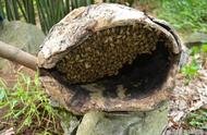 怎么捕岩洞蜜蜂（木洞里的蜜蜂怎么捉）