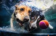 为什么狗会游泳（为什么狗会游泳猫不会游泳）