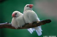 白文鸟能活到几岁（白文鸟寿命大概几年）