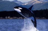 鲸鱼为什么叫哺乳动物（鲸鱼为什么是胎生哺乳动物）