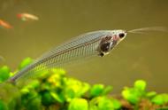 玻璃猫鱼能繁殖吗（红线鱼虫在家能繁殖吗）