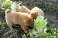 怎么样才能让狗狗吃蔬菜（怎么样让狗爱吃蔬菜）
