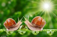 snails英语发音（snails怎么拼读）