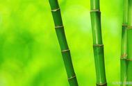竹子是从哪里来的（竹子一般长在什么地方）
