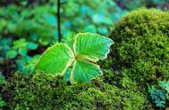 冬天西瓜地里的青苔怎么处理（西瓜地里的草需要全部弄干净吗）