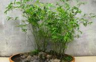 盆栽米竹的养殖方法和注意事项（三种竹子不宜养）