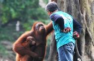 红毛猩猩和饲养员感情（猩猩遇到五年没见的饲养员）