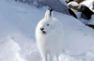 北极兔能活多久（北极兔在中国能活吗）