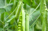 荷兰豆的种植时间和管理方法（荷兰豆种植的方法与技术）