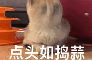 怎么判断猫咪会不会抓老鼠（怎么分辨猫咪抓不抓老鼠）