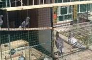 两只鸽子怎么设计笼子尺寸图（鸽子配对笼设计图尺寸）