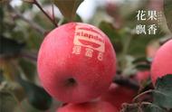 昌阳红苹果介绍（昌阳红苹果品种怎样）