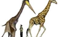 世界最大长颈鹿多高（世界上最长的长颈鹿有多少米）